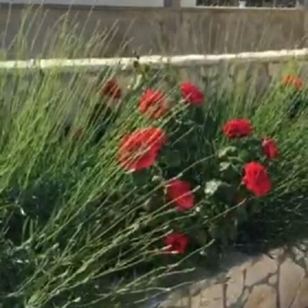 Miro Apartmani Ražanac Buitenkant foto